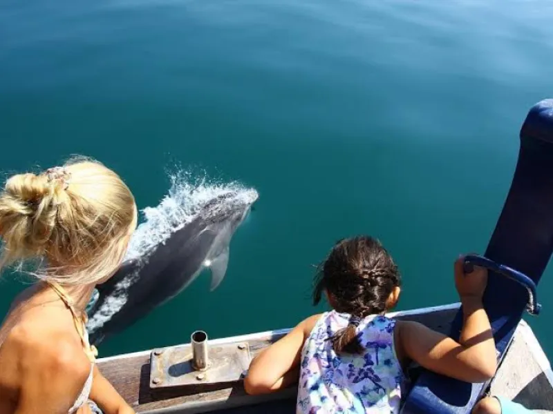 Side Dolphin Island Boat Trip 3