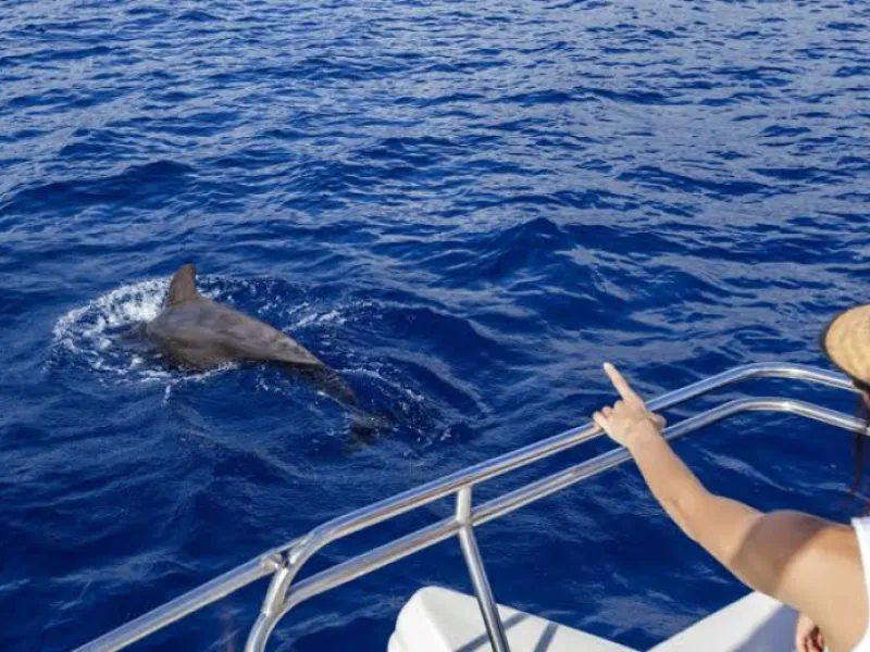 Side Dolphin Island Boat Trip 2